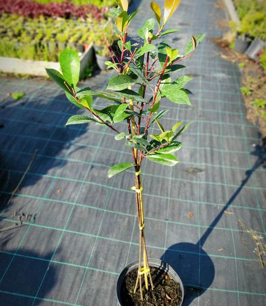 Červienka Red Robin trojkmeň